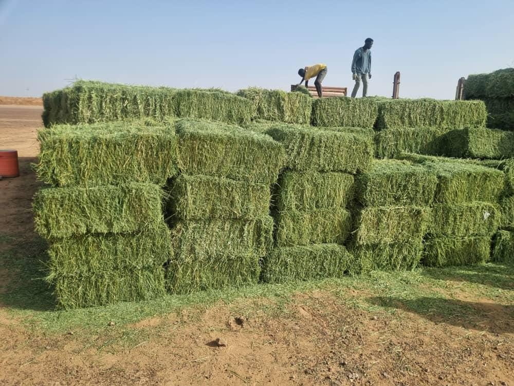 Hay production